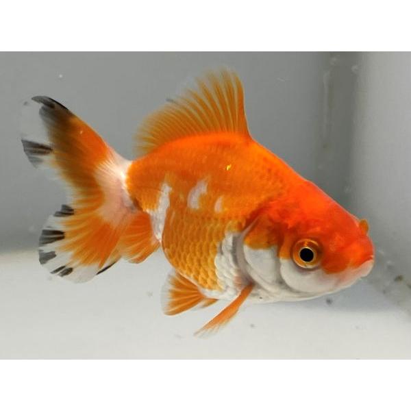 サラサオランダ 2番 全長約10センチ 金魚 kingyo 金魚生体 きんぎょ 