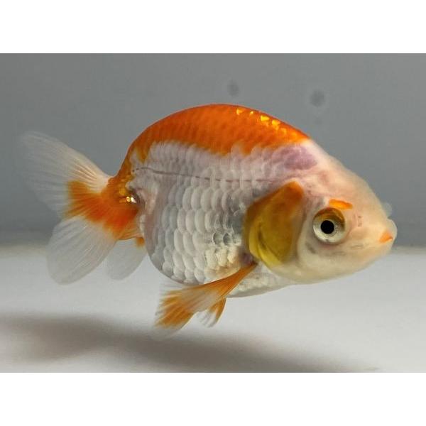 らんちゅう 14番 全長約8.5センチ 金魚 kingyo 金魚生体 きんぎょ
