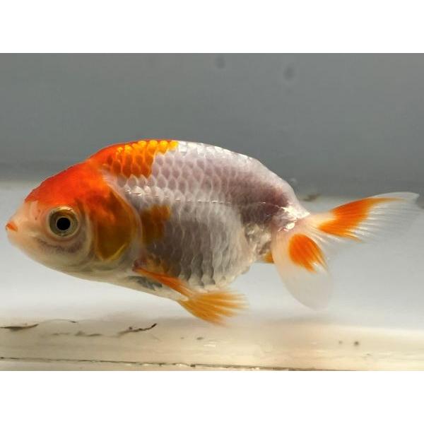 らんちゅう 15番 全長約8.5センチ 金魚 kingyo 金魚生体 きんぎょ