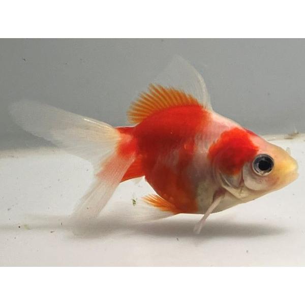 [Release date: January 15, 2026]桜琉金この画像の金魚をお届けします。金魚のサイズは全長で表記しています。全長とは金魚の口から尻尾の先までの寸法です。大体の大きさをイメージして頂くためですので表示のサイズとピッ...