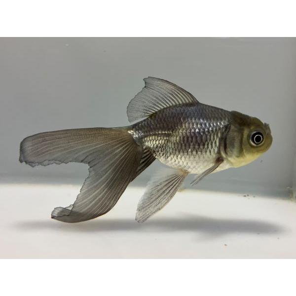 青文魚 4番 全長約13センチ 金魚 kingyo 金魚生体 きんぎょ :seibun-1-004:きんぎょ本舗 - 通販 - Yahoo!ショッピング 青文魚 4番 全長約13センチ 金魚 kingyo 金魚生体 きんぎょ :seibun-1-004:きんぎょ本舗 - 通販 - Yahoo!ショッピング
