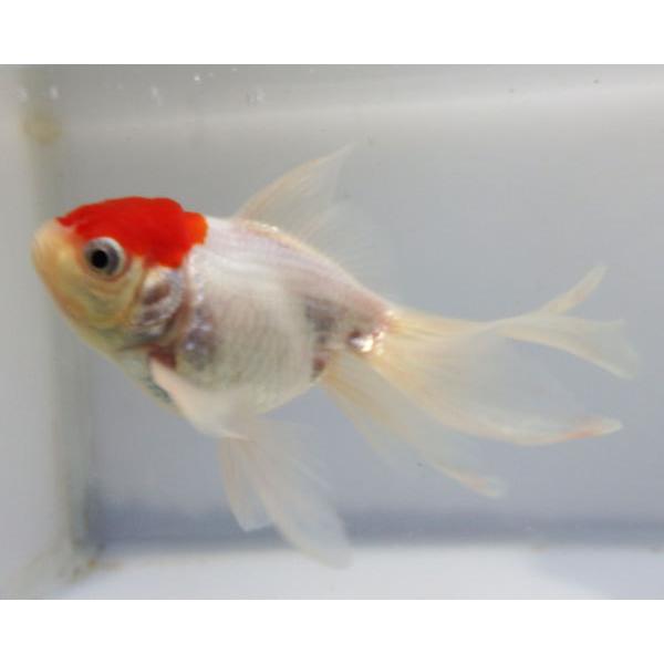 金魚 生体 鳥のえさの人気商品 通販 価格比較 価格 Com