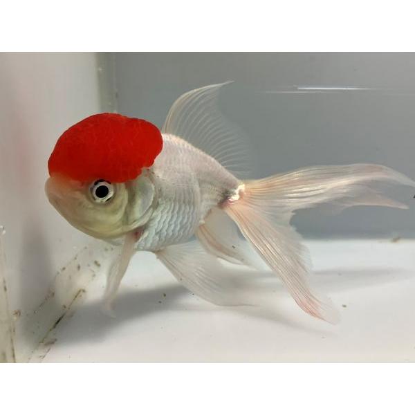 金魚 生体 鳥のえさの人気商品 通販 価格比較 価格 Com