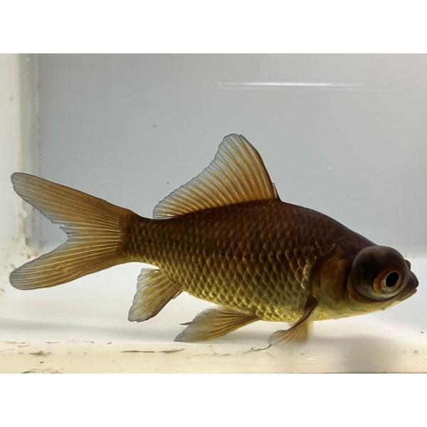 きんぎょ 柳デメキン 11番 全長約13センチ 金魚 kingyo 金魚生体 きんぎょ