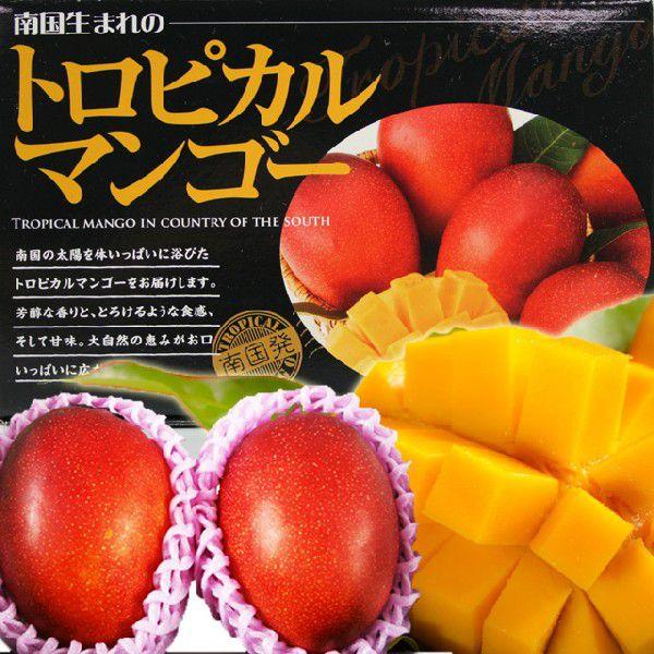 送料無料 鹿児島産マンゴー 完熟トロピカルマンゴー 2玉 化粧箱入