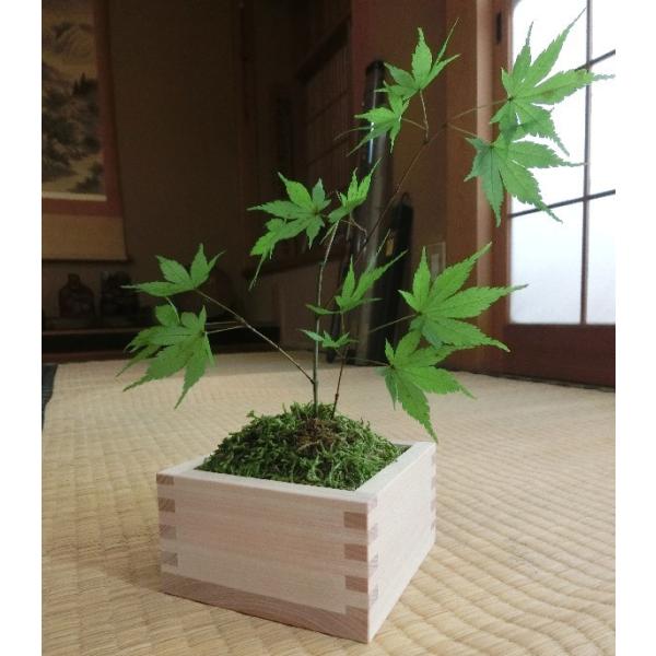 盆栽 苔玉 紅葉 もみじ モミジ グリーン 緑 プリザーブドフラワー プレゼント 花 男性 女性 還暦 結婚 珍しい 限定販売 ハンドメイド
