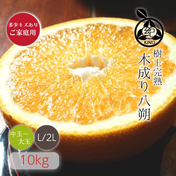 和歌山産　八朔　2Lサイズ15キロ 木成り八朔 【L/2Lサイズ 10kg】ご家庭用 送料無料 樹上熟成で
