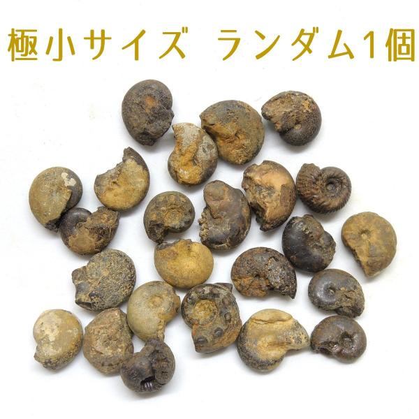 アンモナイト 化石 ランダム モロッコ産 1個売り : 鉱物標本 天然石
