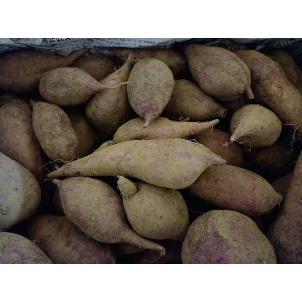 [Release date: December 14, 2025]さつまいも栽培歴は、子供の頃からを含めると４０年以上になります。塩成は、昔から旨いさつまいもができます。土壌分析も行いましたが、要因はわかりませんでした。安納芋やべにはるかな...