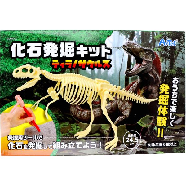 ひでさん　化石セット kintarou_4521718094724