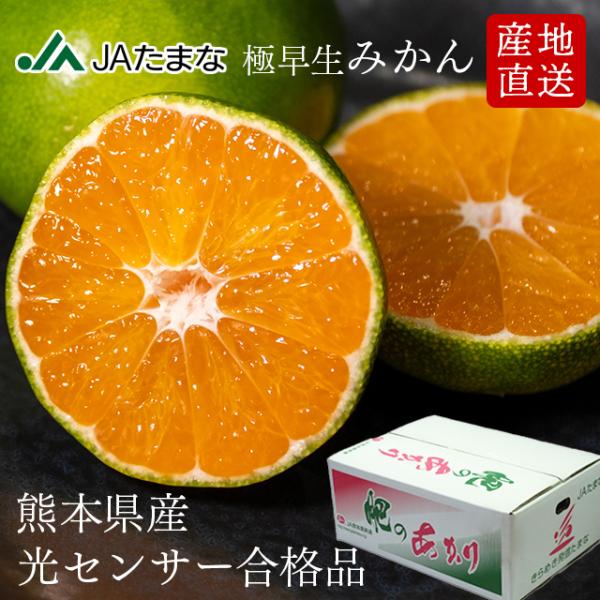 【予約商品】 熊本県産 極早生みかん「肥のあかり」 約5kg JA直送 小玉 秀品 JAたまな 農協