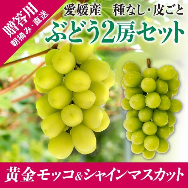 送料無料 夏の贅沢ぶどう 2房詰合せ 黄金モッコ1房 シャインマスカット1房 ギフト お中元 農家直送 高級ぶどう 7月下旬発送開始 G B 002 輝らり果樹園 通販 Yahoo ショッピング