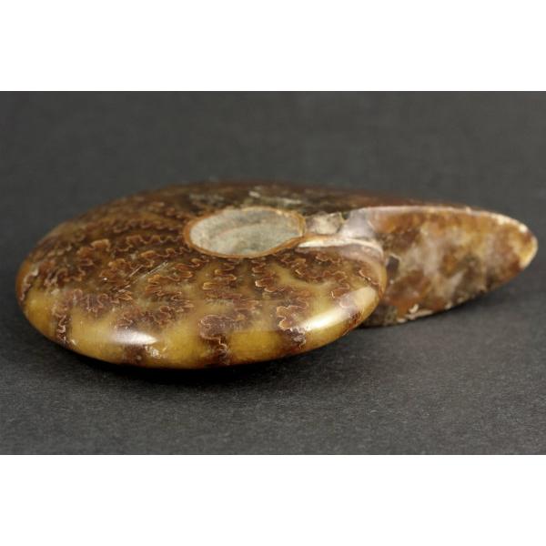 アンモナイト 292g 化石 292gです アンモナイト をスライスしたもので 内部にはカルサイトの結晶が見られます 外面は薄っすらと黄緑色や赤色に反射する箇所があります Amn 01 アンモナイト 292g