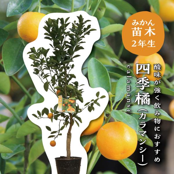 四季橘（カラマンシー）【特等2年生苗木】苗木 みかんの木 接木