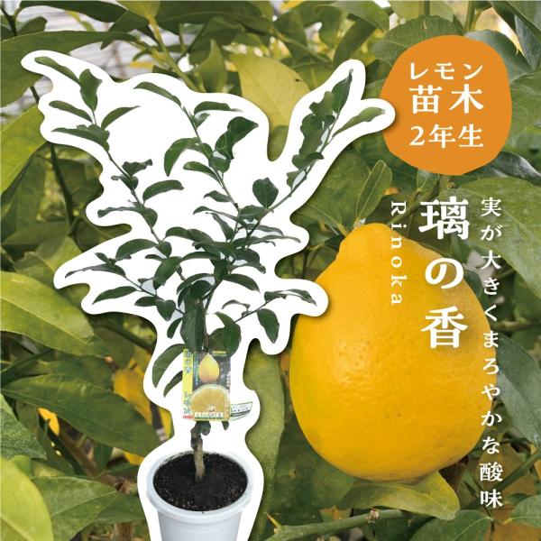 【29】璃の香レモン 登録品種 21cm 7号 ポリポット入り 38】璃の香レモン 登録品種 21cm 7号 ポリポット入り - メルカリ