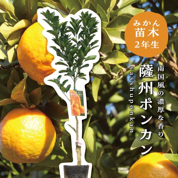 うりうりページ！せとか ２年生 苗木 とポンカン苗木セット販売 薩州ポンカン【特等2年生苗木】苗木 みかんの木 接木苗 みかん 5号