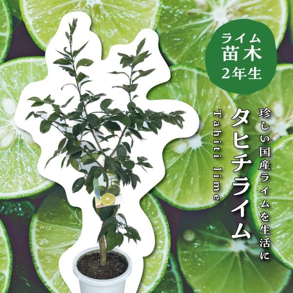 ライム 苗木 2年生 特選苗 接木苗 8号プラスチック製ポット（直径２４cm） タヒチライム ライムの苗 苗 シンボルツリー 庭木 植木 木 記念樹