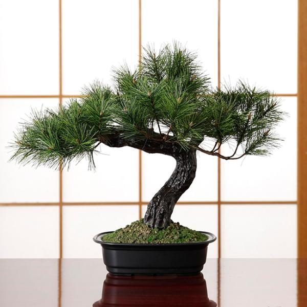 即納 アレンジ盆栽 富士の松 造花 フェイクグリーン 盆栽 松 観葉植物 光触媒 光触媒加工