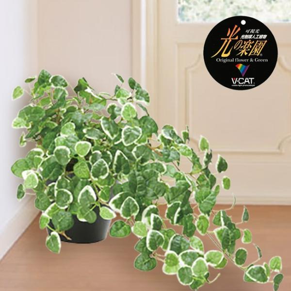 光の楽園 プミラ 557a50 45 光触媒 抗菌 消臭 防汚 ホルムアルデヒド フェイク インテリア おすすめ特集 水やり不要 インテリアグリーン 分解 観葉植物 造花