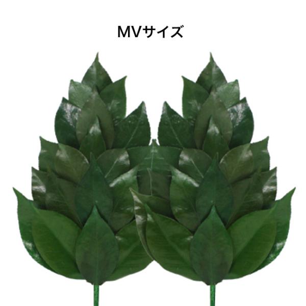 �v���U�[�u�h�� MV�T�C�Y FS-011ML(�� �T�J�L �͂�Ȃ� ������� �ȒP ���s�v ���A�� ���� �c�� ���Y ���{�� �֍�) 1-2W