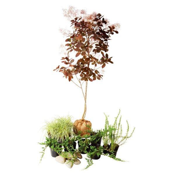 植木 盆栽 スモークツリーの人気商品 通販 価格比較 価格 Com