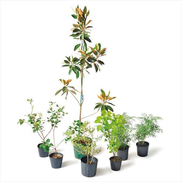 �I�����[�����@�ړI�őI�ԁ@�A�̓Z�b�g�@�C�[�W�[�@�}�O�m���A�@�������ȒP�@KJ6-SET11