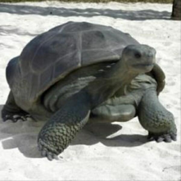 FRP ガラパゴスの遺産 / Galapagos Tortoise fr080124 『亀オブジェ アニマルオブジェ 店舗・イベント向け』