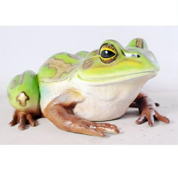 FRP 親キンスジアメガエル / Giant Green and Golden Bell Frog