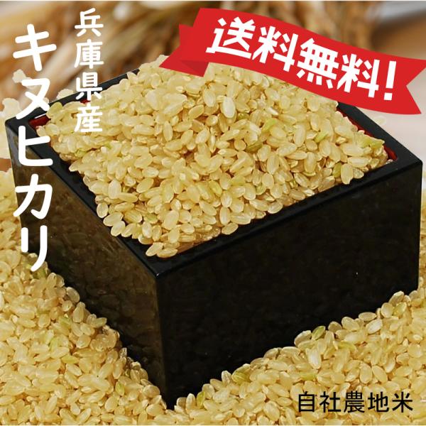 令和7年産 キヌヒカリ 兵庫県産 Mirakana ネオニコチノイド不使用米 玄米0.5kg・0.9kg・2kg・5kg・10kg・30kg安心なお米