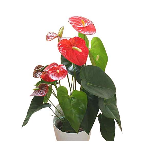 花 アンスリウム アンスリューム アンスリューム 赤系 6号鉢植え 観葉植物 Buyee Buyee Japanese Proxy Service Buy From Japan Bot Online