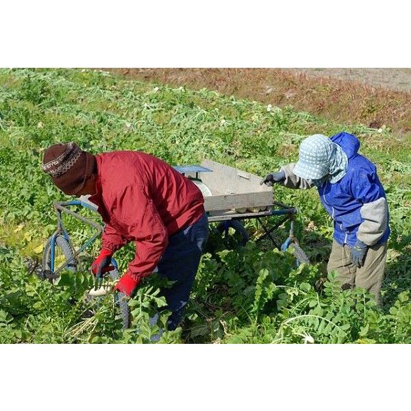 漬物用大根 葉付干し紀州大根 約10kg 12 13本入り たくあん用干し大根漬物用干し大根 Buyee Buyee 提供一站式最全面最專業現地yahoo Japan拍賣代bid代拍代購服務