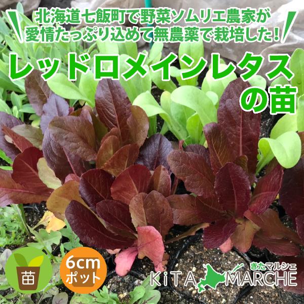 レッドロメインレタス 苗 1株 250円 北海道からお届けする農家が育てた西洋野菜の苗 Nk2 Nae008 きたマルシェ 通販 Yahoo ショッピング