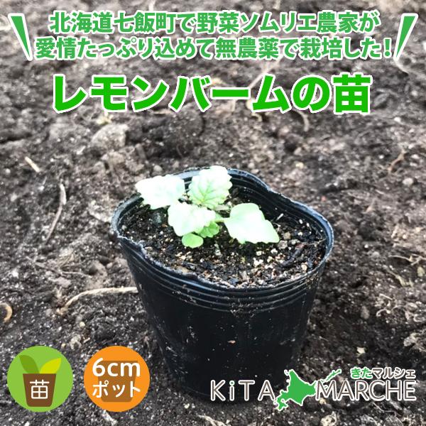 レモンバーム 苗 1株 250円 北海道からお届けする農家が育てた西洋野菜の苗 Nk2 Nae026 きたマルシェ 通販 Yahoo ショッピング