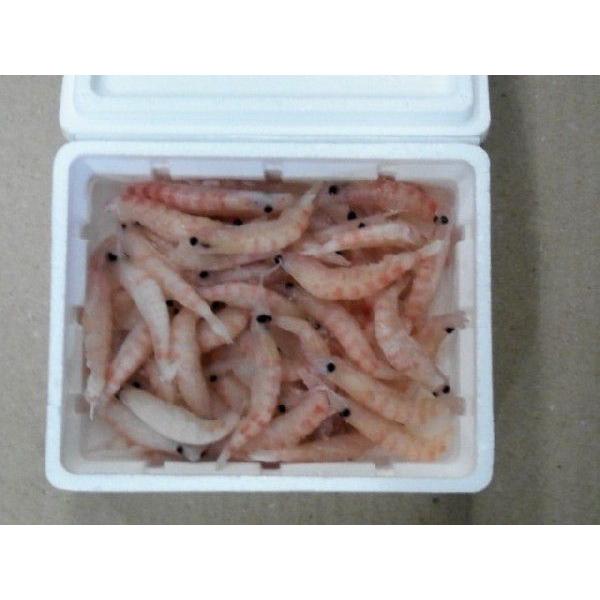 螢紫オキアミスーパー包んだ 5個セット 釣り餌 つけ餌 船釣り 磯釣り 防波堤釣り Buyee Buyee 提供一站式最全面最專業現地yahoo Japan拍賣代bid代拍代購服務 Bot Online