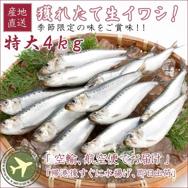生イワシ 鰯 いわし 航空便 送料無料 4kg前後32尾前後 北海道産地 根室産 釧路産 Olhodaguadocasado Al Gov Br