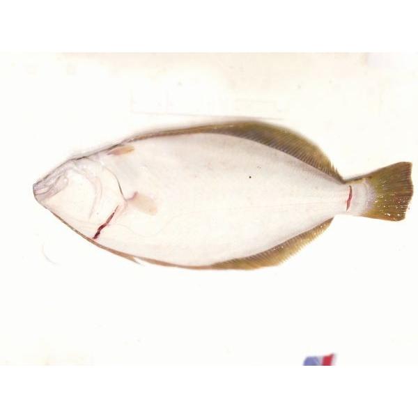 北海道函館近海産活〆平目(ヒラメ)2枚(2kg前後)〔B〕北港 北海道函館近海産活〆平目(ヒラメ)2枚(2kg前後)〔B〕北港