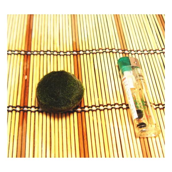 天然まりも １個入り 水草 まりも育て方の説明書付き アクアリウム 外国産 インテリア Buyee Buyee 日本の通販商品 オークションの代理入札 代理購入