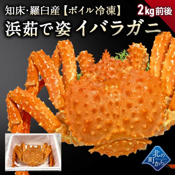 タラバガニより味が濃いと評判の知床・羅臼産 イバラガニ 入荷数極小！ 【浜茹で急速冷凍 姿】 2kg前後