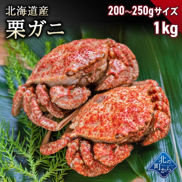 栗ガニ 北海道産 200g〜250gサイズ　1kg（4〜6尾） 小ぶりでもしっかりと濃いカニの出汁とカニミソが楽しめます！ 栗蟹 クリガニ カニ 蟹