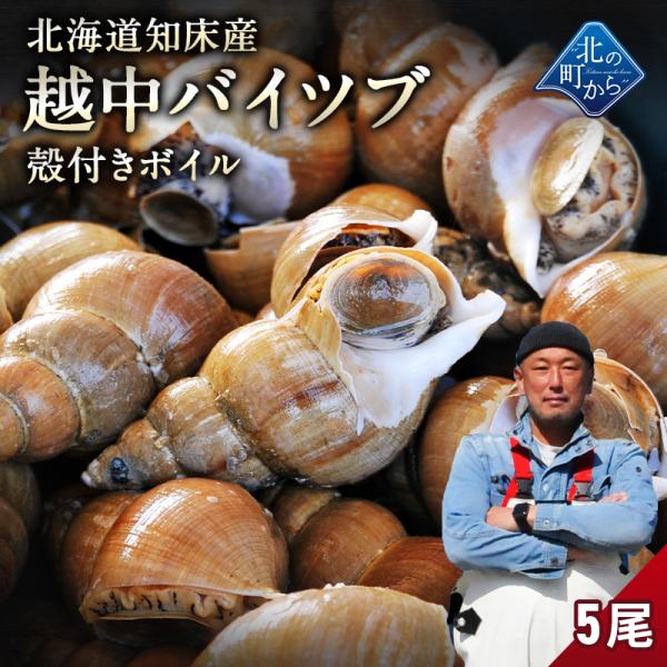 北海道知床産 越中バイツブ 殻付きボイル5尾 ツブ つぶ ツブ貝 つぶ貝 粒貝 バイツブ 生食用 刺身 魚介 海鮮 お取り寄せ 国産 産地直送