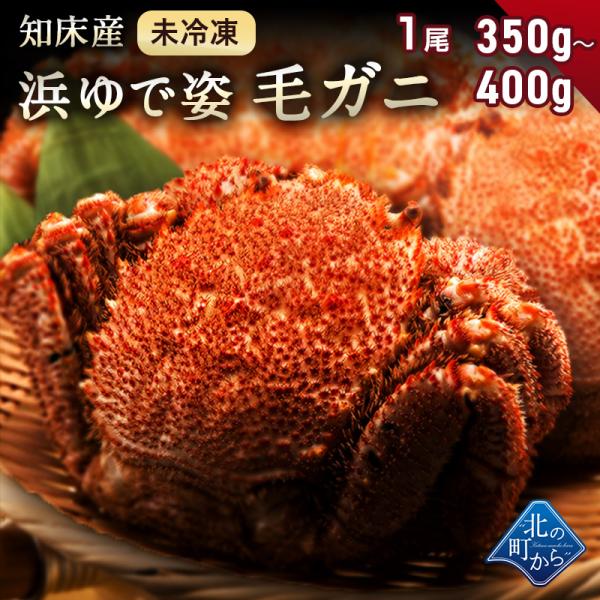 【ご予約商品】希少な北海道 知床産 350g〜400g 【浜茹で未冷凍 姿】毛蟹 毛がに カニ 【同梱・着日指定不可】【6月中旬から順次発送予定】