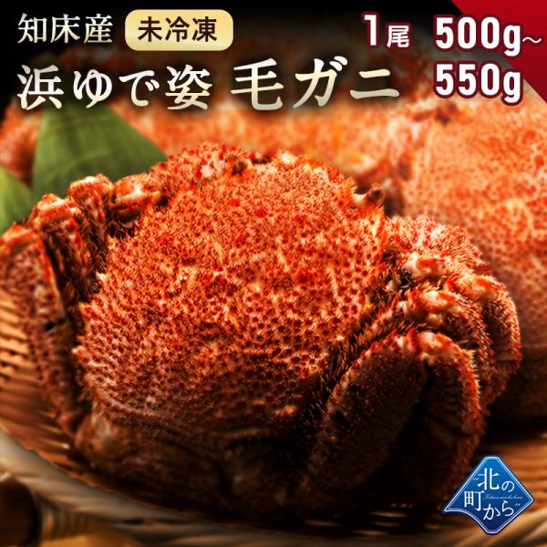 希少な北海道 知床産 500g〜550g 【浜茹で未冷凍 姿】毛蟹 毛がに カニ 【同梱・着日指定不可】【水揚げ次第順次発送(７営業日目安)】