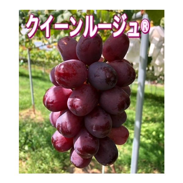 10月上旬頃から順次発送開始】長野産 クイーンルージュ（R） 900g以上