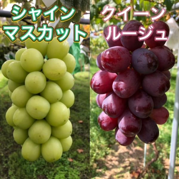クイーンルージュ　1キロ　/ シャインマスカット、巨峰なども出品中 500円引き】クイーンルージュ(R)・シャインマスカット約1kg（各1