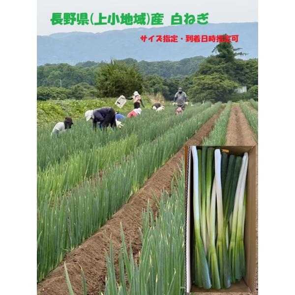 長野県浅間山麓「東御市・小諸市・御代田町」で育てられた国産長ネギを新鮮なままお届け致します。浅間山の火山灰を含んだ土地は非常に水はけが良く、その土壌で育った野菜はとても瑞々しく甘みが強くなるのが特徴で、焼き物、煮物等の熱が入る調理と非常に相...