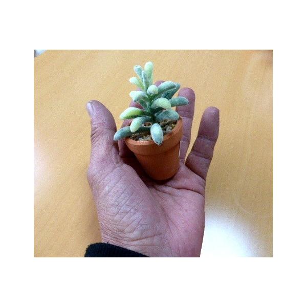 観葉植物 ミニサボテンの仲間たち 造花 12個入セット たっぷり 癒し 楽しみ方いろいろ お買い得 リビング 玄関 贈り物 Buyee Buyee 提供一站式最全面最專業現地yahoo Japan拍賣代bid代拍代購服務 Bot Online