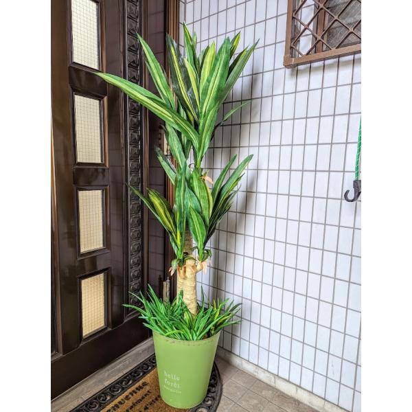 ȔJo[t lHϗtA@hZi@K̖1.5@G}H@@ȔJo[t