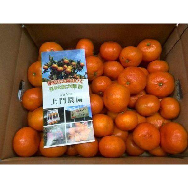 皮ごと食べられる無農薬みかん 上門農園 紅まろ(糖度11〜12度)10kg