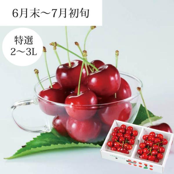 てんとうむし様専用 ❋紅てまり 3L .2L 2kg 【公式通販】