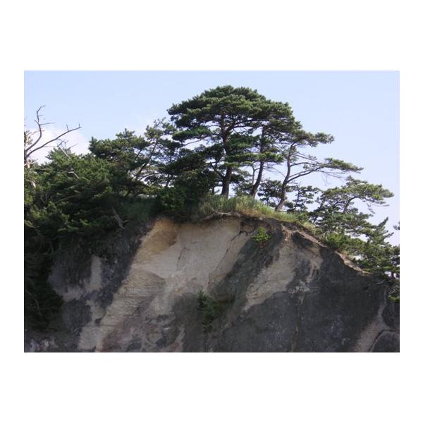 抵抗性アカマツ（赤松）苗木「針葉樹」 30〜50cm前後 : キヨタキ